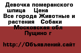 Девочка померанского шпица. › Цена ­ 40 000 - Все города Животные и растения » Собаки   . Московская обл.,Пущино г.